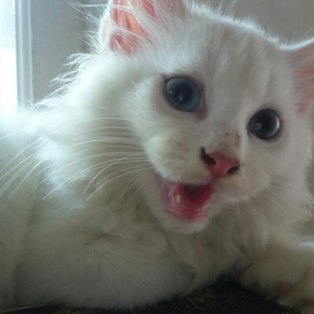 Kucing Persia Putih Jantan Mata Odd Eye Perlengkapan Hewan Makanan Hewan Di Carousell
