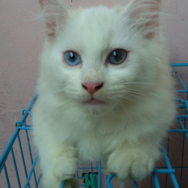 Kucing Persia Putih Jantan Mata Odd Eye Perlengkapan Hewan Makanan Hewan Di Carousell