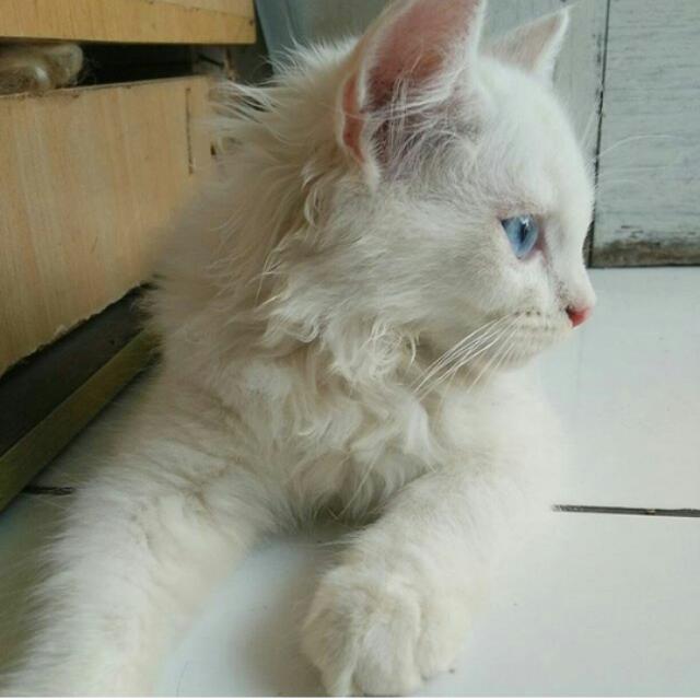 Kucing Persia Putih Jantan Mata Odd Eye Perlengkapan Hewan Makanan Hewan Di Carousell