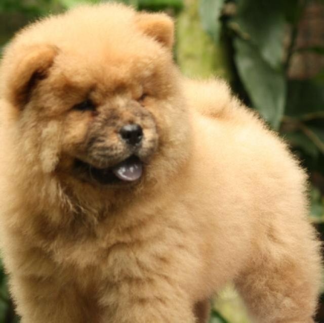 chow chow pure