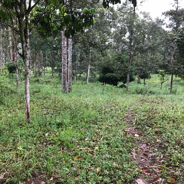 Tanah Lot Di Sedim Recreational Forest Kedah Property For Sale On Carousell