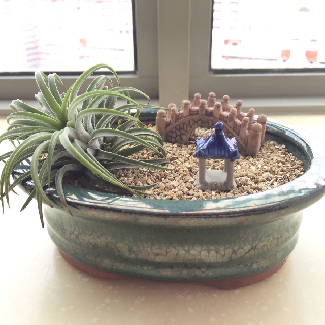 Airplant Air Plant Terrarium Mini Zen Garden 1 Gardening On