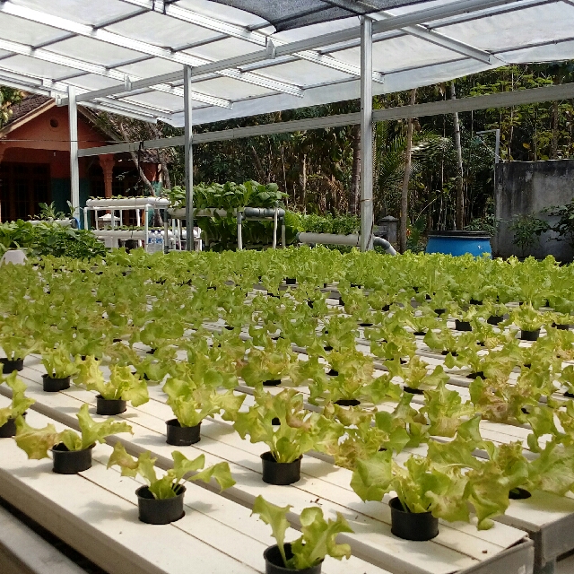 Paket Starterkit Hidroponik Gardening On Carousell