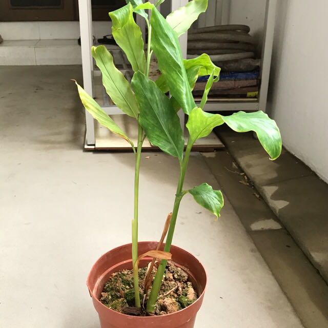 Pink Torch Ginger (Rojak Flower) Plant, Furniture & Home Living, Home