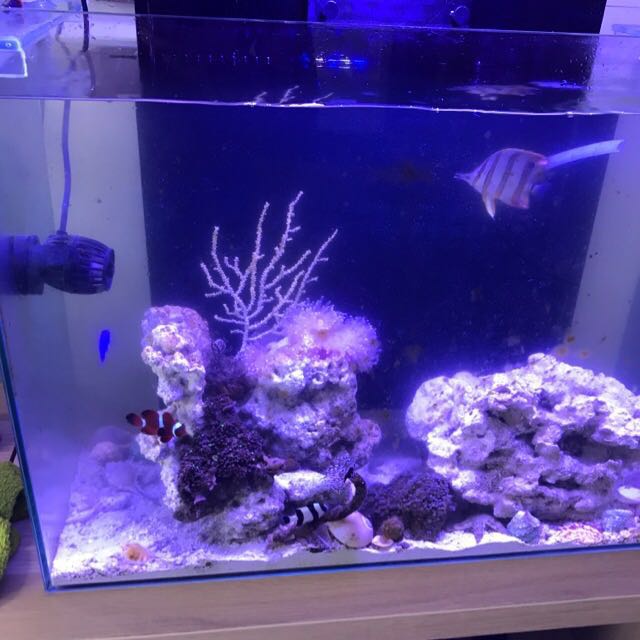 overflow aquarium tank