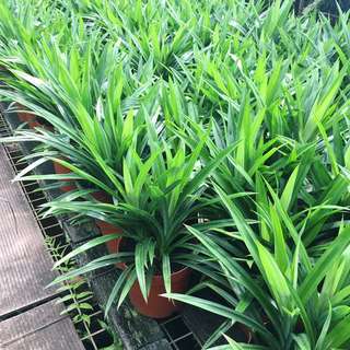 🌿FRAGRANT Big Pandan (The Freshest Pandan you can get is one that you grow yourself!)😍✨