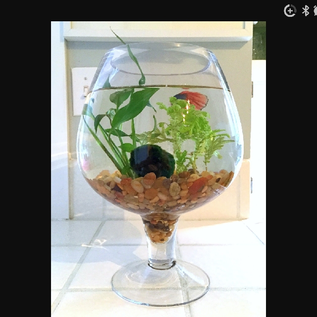 Colorful Betta Fish With Beautiful Glass Bowl Special Shape Is A