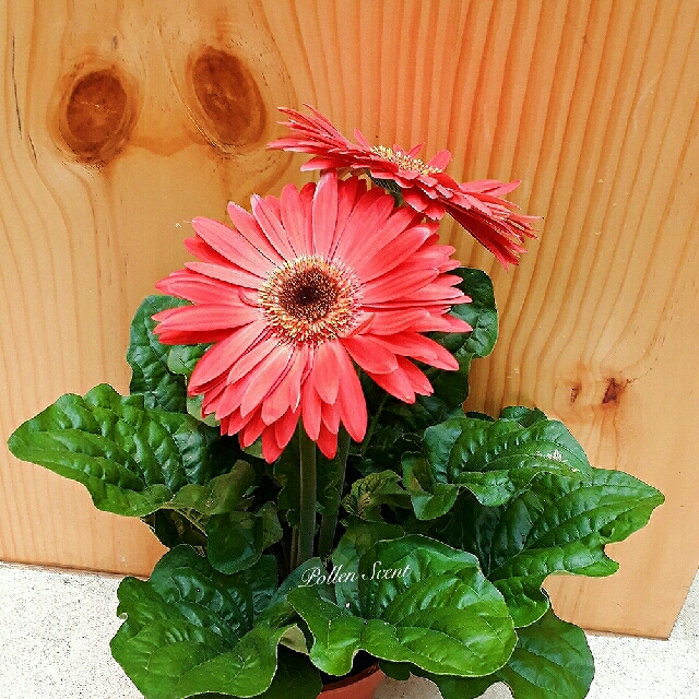 Gerbera Plant Furniture Home Living Home Decor Artificial Plants   Gerbera Plant 1505369482 Ccbd1934 