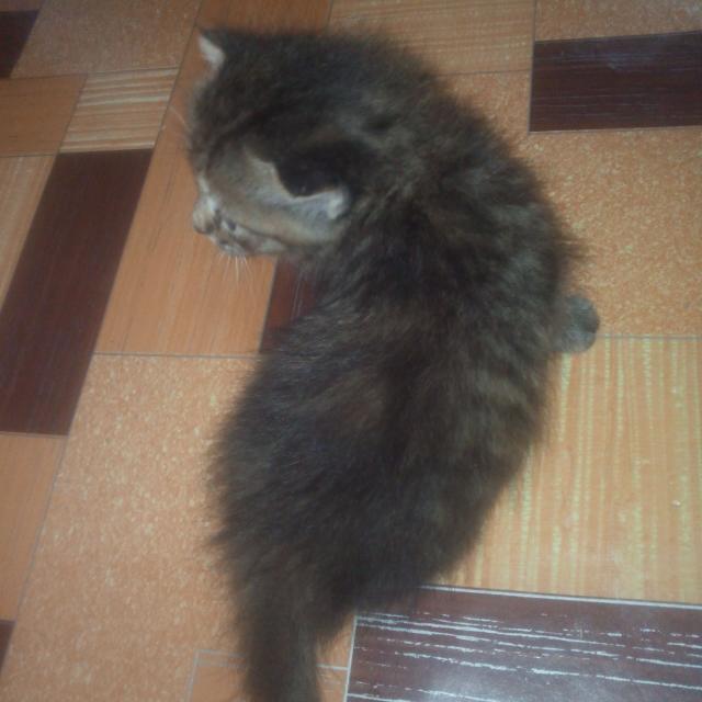 Anak Kucing Parsi Pet Supplies Pet Accessories On Carousell