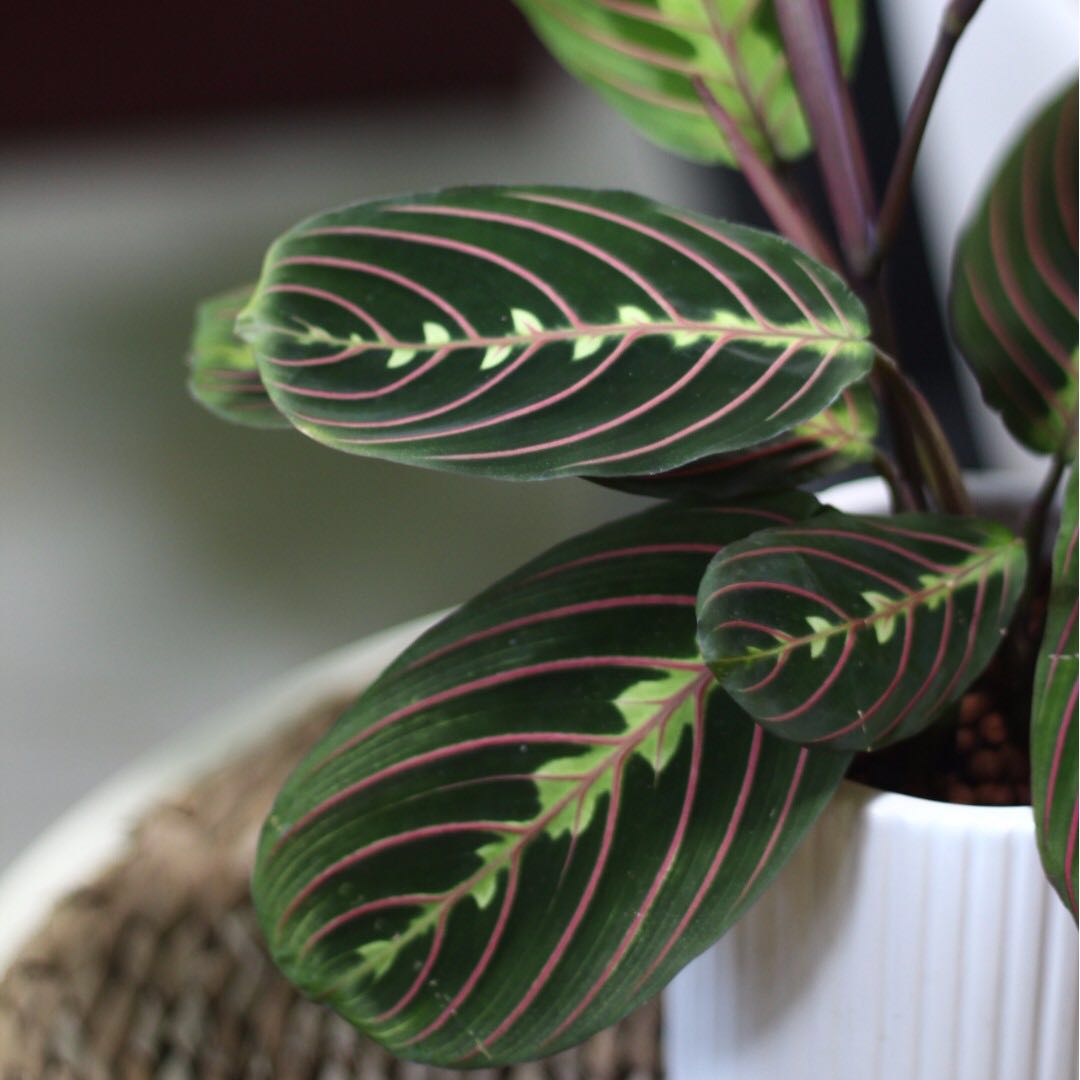 Restocked! Potted Maranta leuconeura 'Erythroneura ...