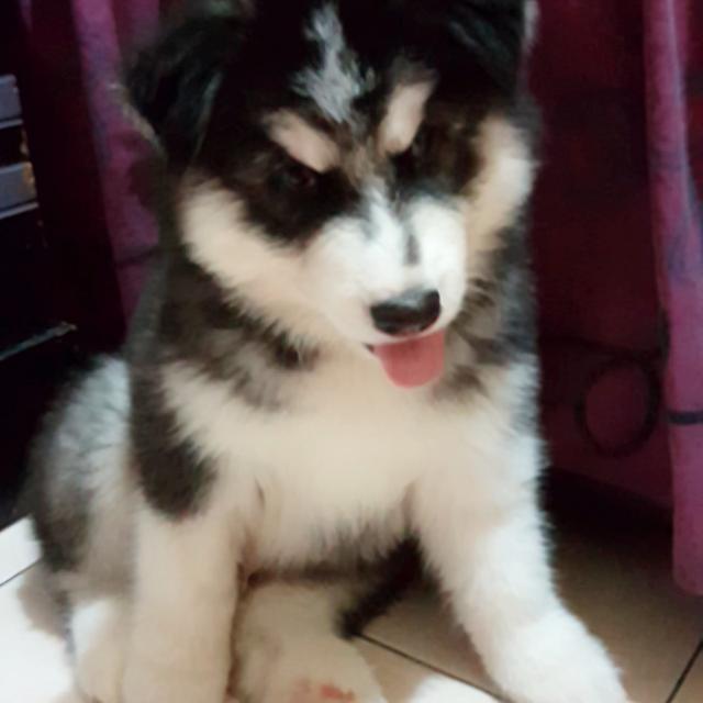 Anak husky hotsell