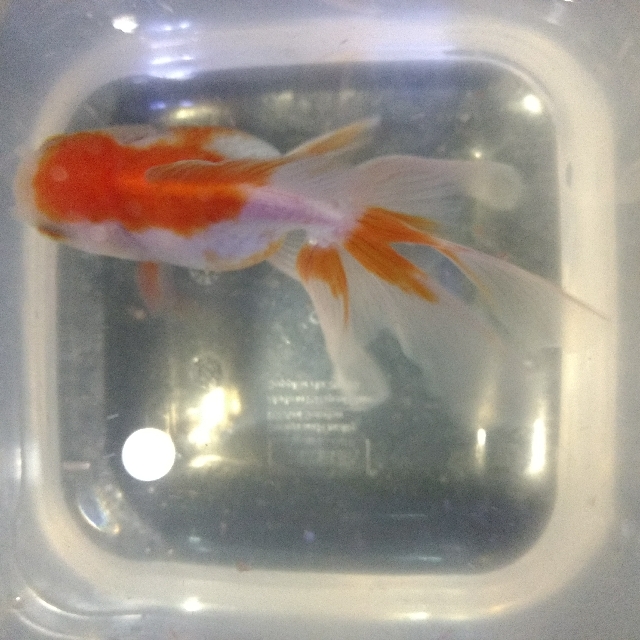 Goldfish, Everything Else on Carousell