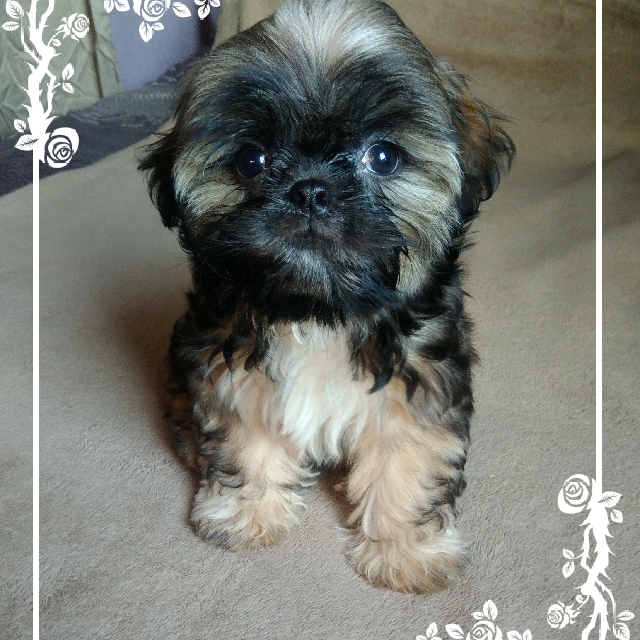 Shih Tzu MALE puppy 4 Sale!, Pet Supplies, Pet Food on Carousell