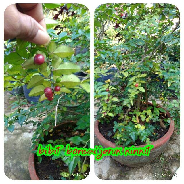 Bibit Bonsai Jeruk Kingkit Berbuah Perkebunan Di Carousell