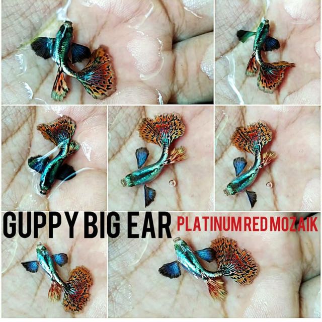 Jual Ikan Fish Guppy Ikan Kecil Lucu Hias Gapi Gupi Everything