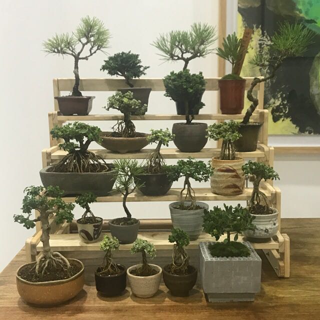 Mini Bonsai, Gardening on Carousell