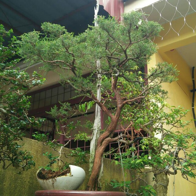 Bonsai Cucur Atap Contoh Bonsai