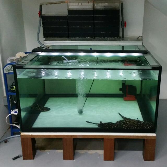 N30 4ft By 4ft Square By 2ft Height Fish Tank, Pet Supplies, Homes & Other Pet Accessories on