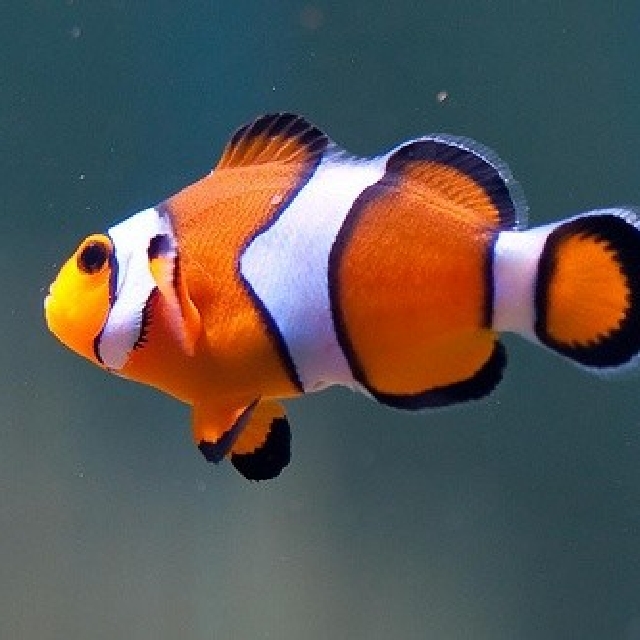 Ocellaris Clownfish for sale