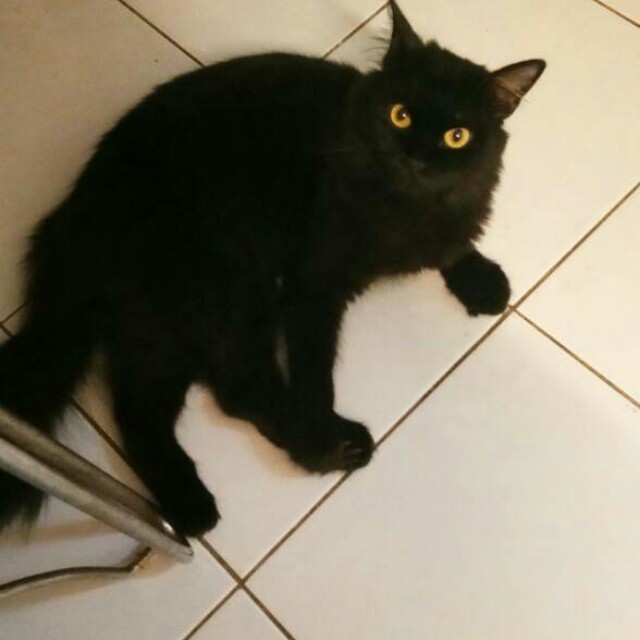 Kucing Mix Parsi Pet Supplies Pet Accessories On Carousell