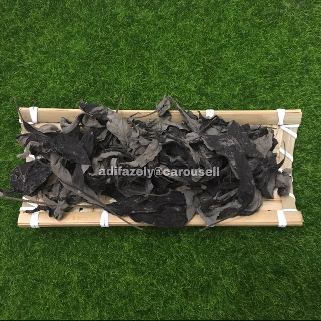 Daun Lemuni Everything Else On Carousell