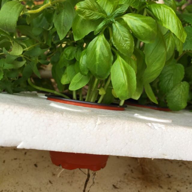 Herbs Hydroponic Kit Gardening On Carousell