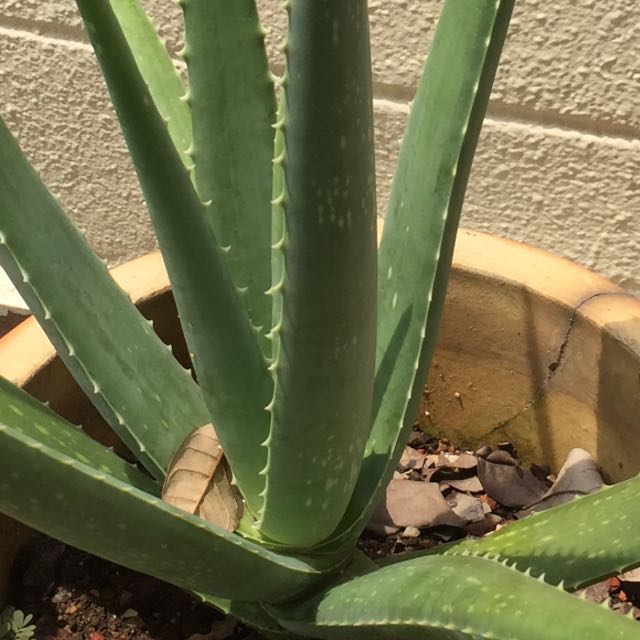 Home Grown Aloe Vera Plant Edible Gardening On Carousell