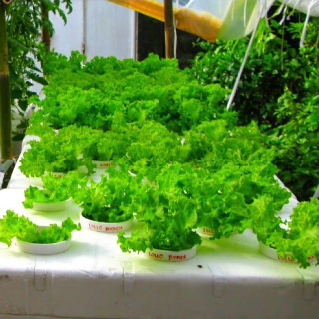Veggie Hydroponics Kit Gardening On Carousell