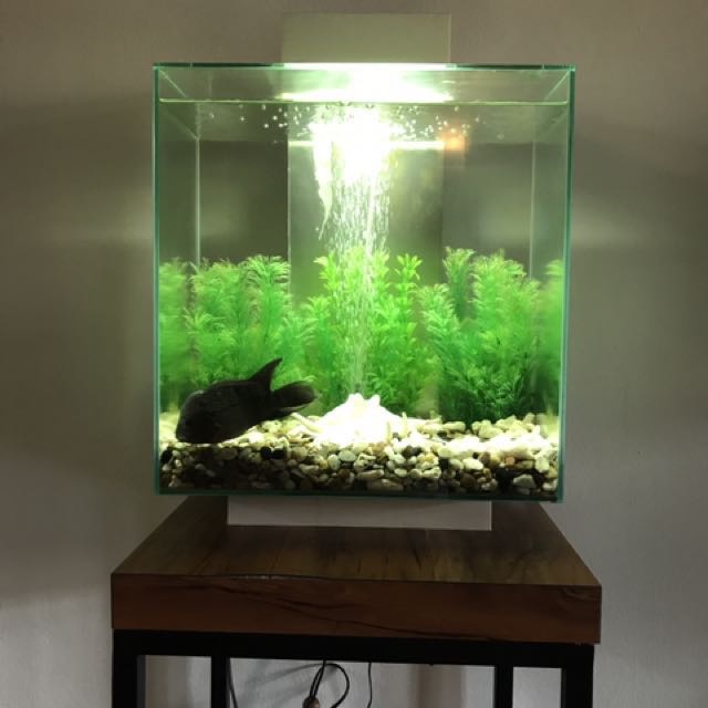 Fluval Edge Fish Tank - 46 L with wood Stand, Pet Supplies, Homes ...