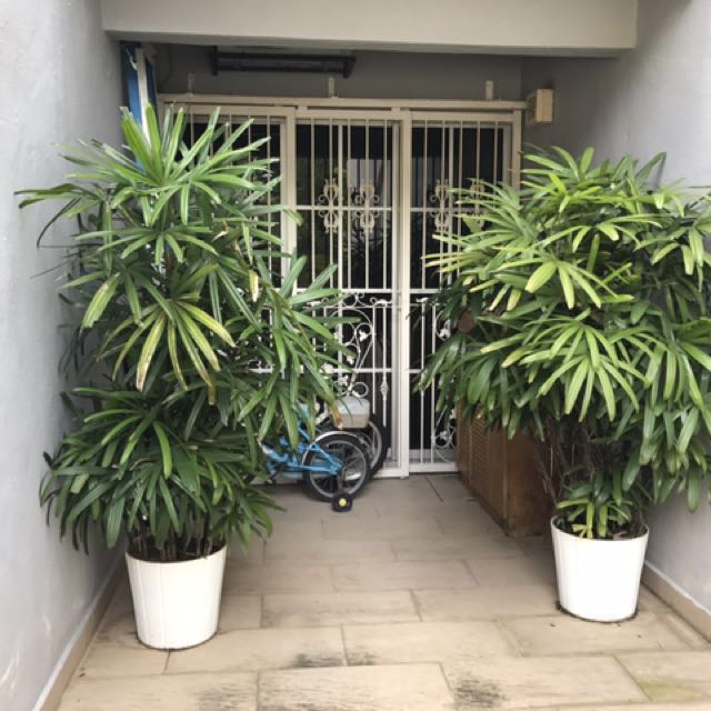 Monkey palm tree with ikea white ceramic pot each, Furniture & Home