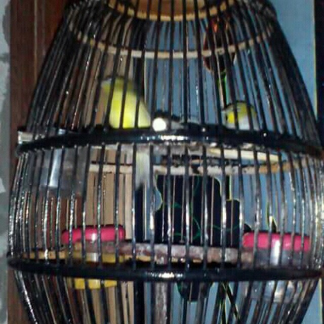 Burung Pleci Bustomi Dan Bali Prelovedkusayang Men S Fashion