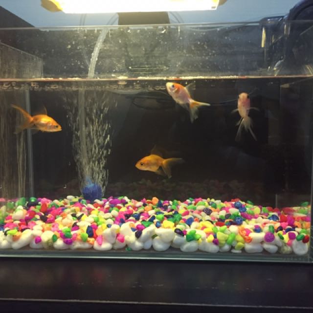 Fish tank (30X25X20), filter, LED light (2 Colours) and pebbles, Pet Supplies, Homes & Other Pet