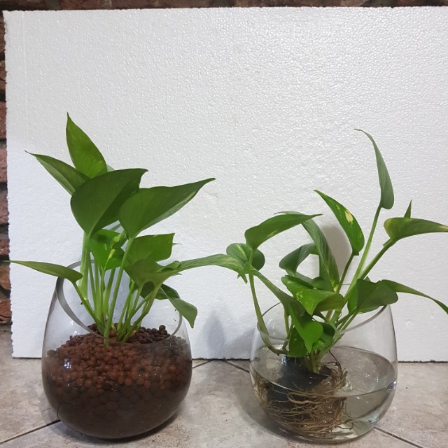 Twin Plants Best Choice For Table Plants For Office Work Desk