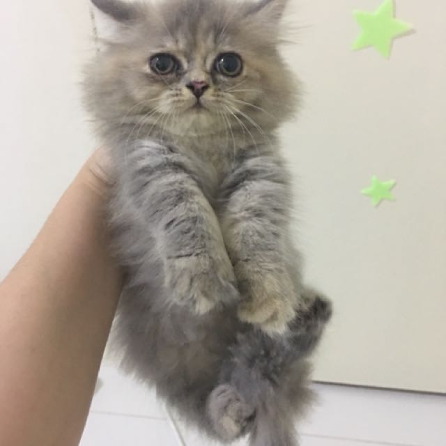 Cat Dlh Mix Flatface Pet Supplies Pet Food On Carousell