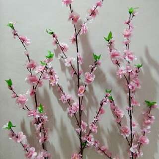 Japanese flower Sakura Cherry Blossoms