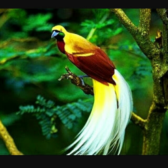 Bulu Burung Cenderawasih On Carousell