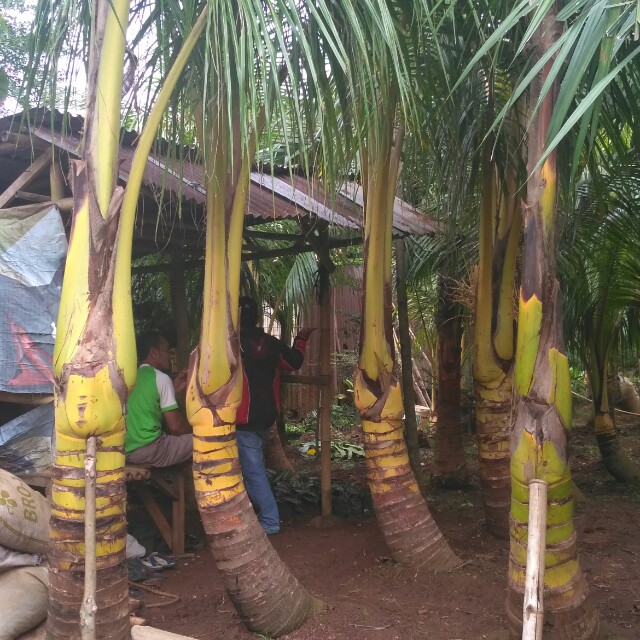 Pohon Kelapa Gading Perkebunan Di Carousell