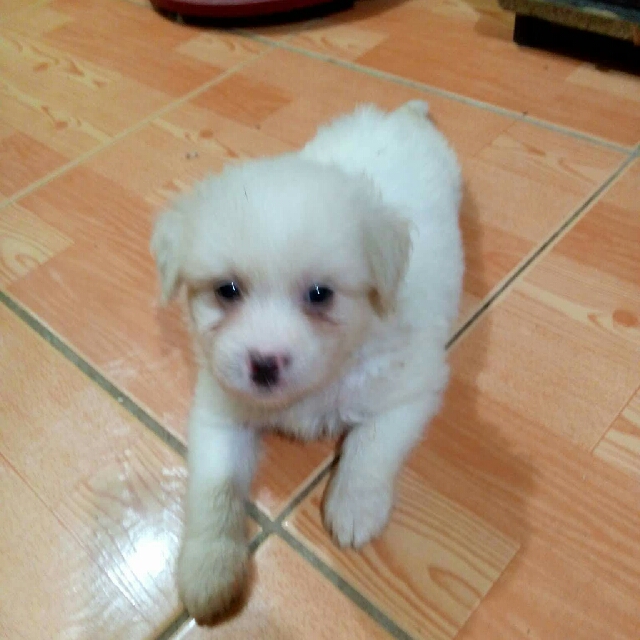 Puppy For Sale Pet Supplies Homes Other Pet Accessories On Carousell