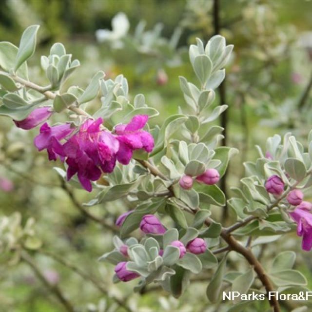 Barometer Bush, Ash Plant, Cenizo, Texas Ranger, Texas Silver Leaf
