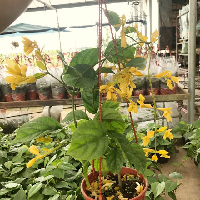 Nong Nooch Vine Wolfe S Petraeovitex Bambusitrum Gardening Share This Listing
