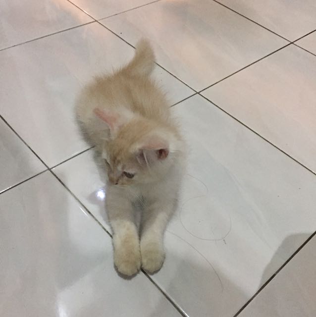 Persian Mix American Shorthair Pet Supplies Pet Accessories On