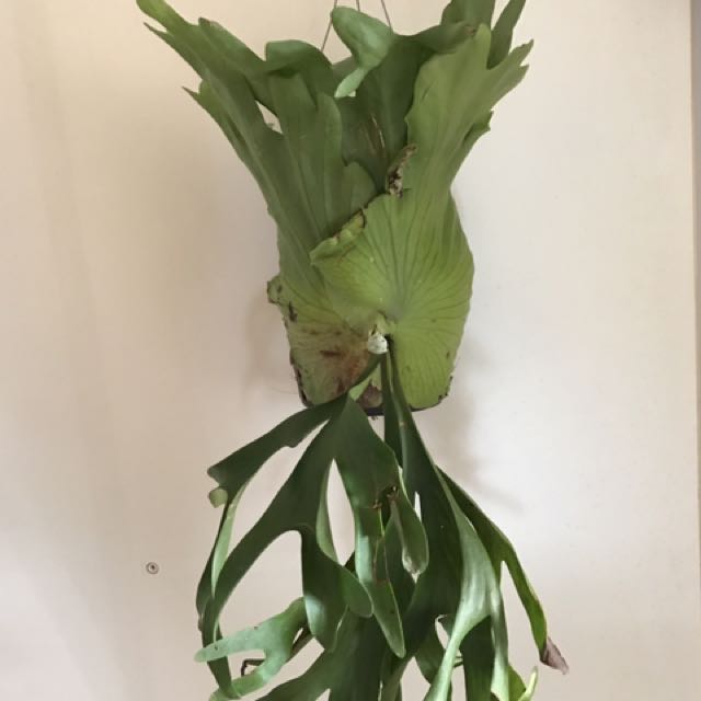10 Semi Platycerium Wandae - Felce Staghorn Gigante Per Coltivazione - Foto 4
