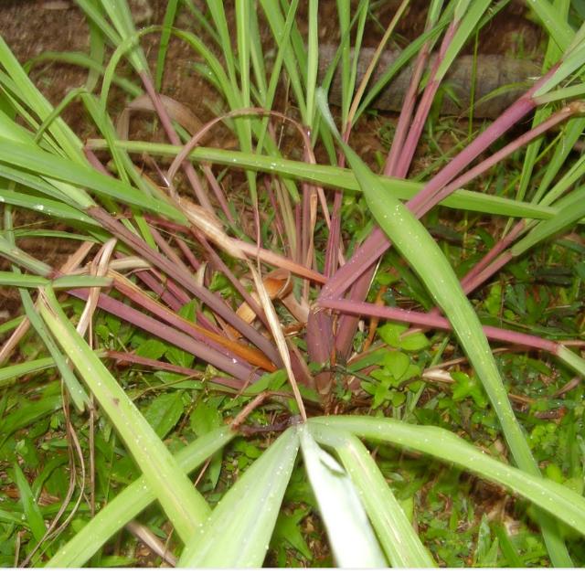 Image result for pokok serai wangi
