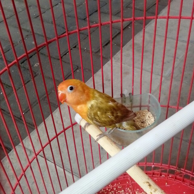 Lovebird pastel ijo kepala emas, Komunitas di Carousell