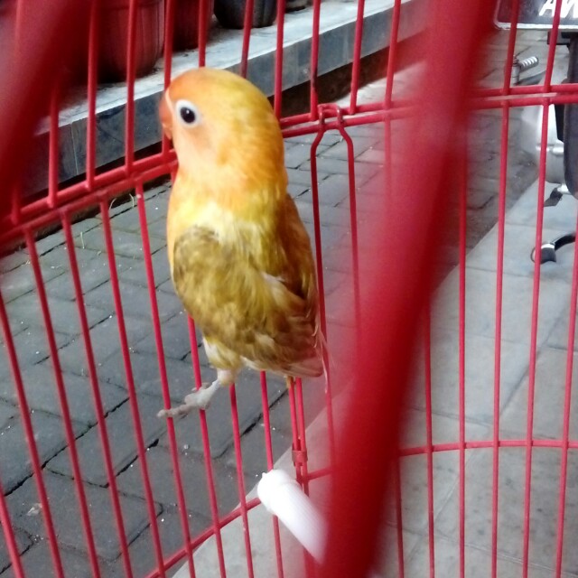 Lovebird pastel ijo kepala emas, Komunitas di Carousell