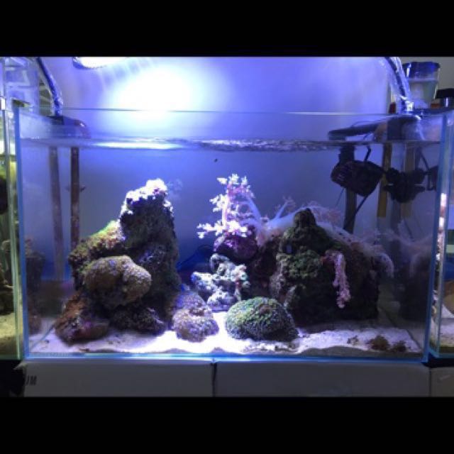 2 Feet Crystal Glass Tank 60cm By 30cm By 36cm Height Pet Supplies Homes Other Pet Accessories On Carousell