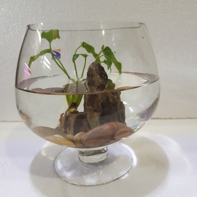 Crystal Glass Vase Fish Bowl Gardening On Carousell