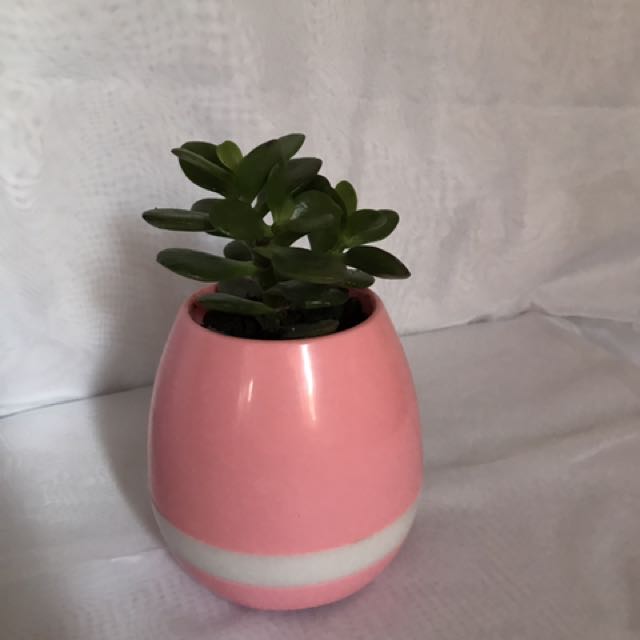 musical plant pot