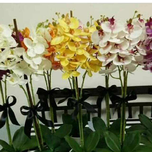 Orkid Bajet Home Furniture Home Decor On Carousell