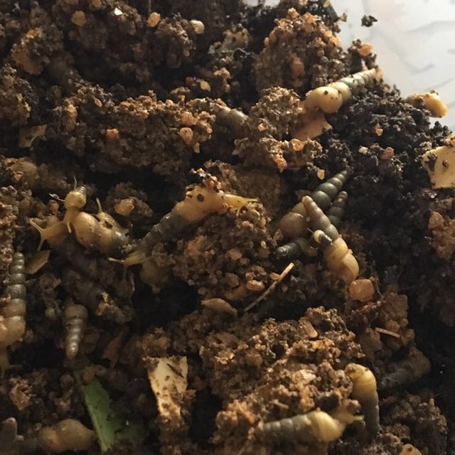 Subulina Octona Snail, Furniture & Home Living, Gardening, Gardening